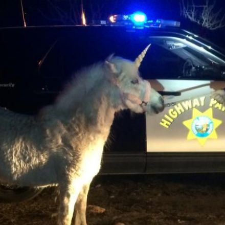 California Highway Patrol needed nearly four hours to catch a runaway ‘unicorn’