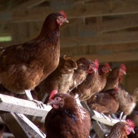 Six States Fail to Block Landmark California Farm Animal Protection Law