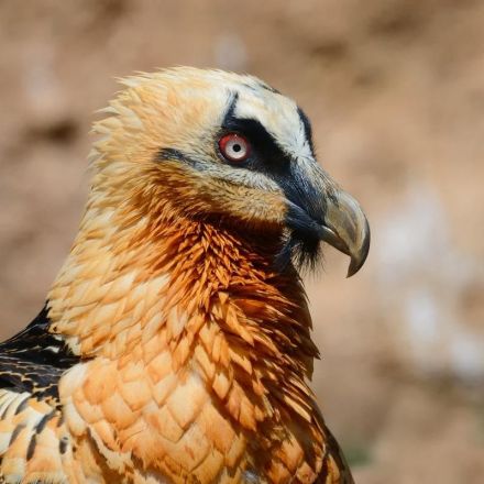 Vultures smear their faces in red mud which they use as makeup