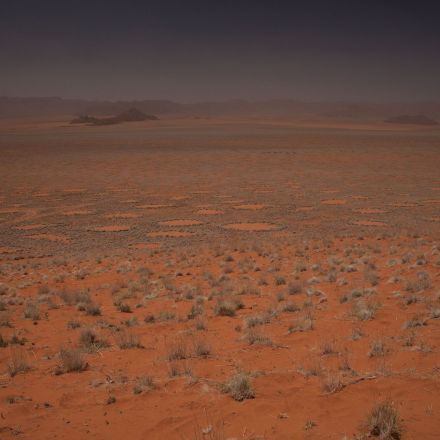 Ecologists Offer New Explanation for Mysterious Namibian Fairy Circles
