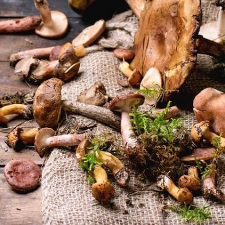 Gift of the fungi: Mushrooms — yes, mushrooms — could help save the world