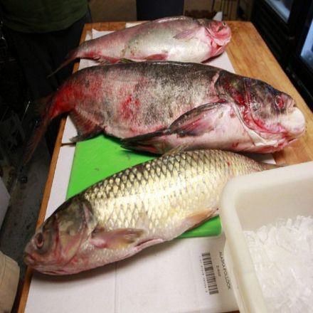 Grass carp have invaded three of the Great Lakes, study says