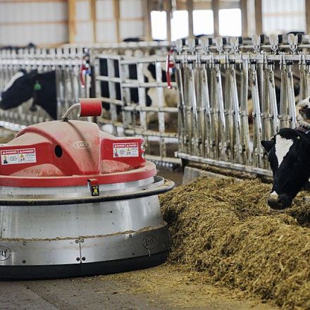 Minnesota dairy farms go high-tech with robots