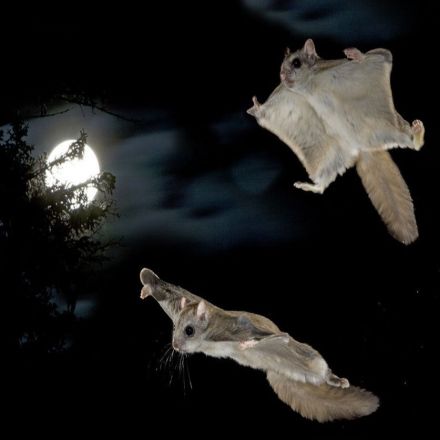 See the Nighttime Acrobatics of Montana’s Flying Squirrels