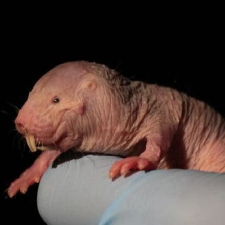 Naked mole-rats ‘turn into plants’ to survive without oxygen, scientists find