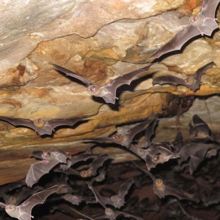 Bird-loving vampire bats develop taste for human blood