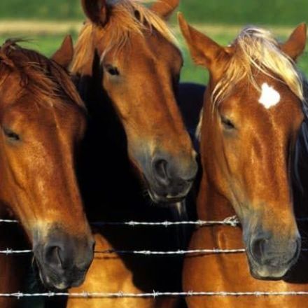 £4m food crime unit set up over horse meat scandal has still not resulted in any prosecutions