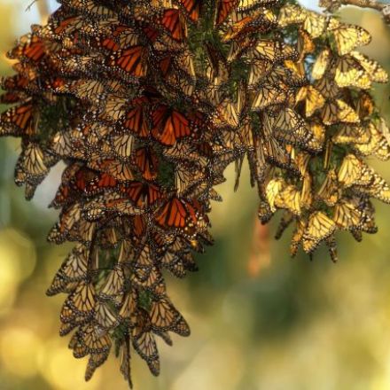 Monarch butterflies could disappear from Eastern US within 20 years