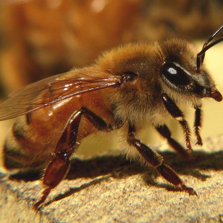 Leading insecticide cuts bee sperm by almost 40%, study shows