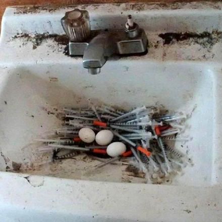 Pigeons in Vancouver [BC] are utilizing hypodermic needles for nests