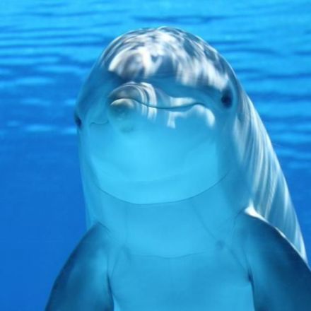 What We’ve Learned from Giving Dolphins LSD