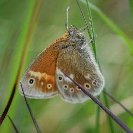 Rare bog butterfly flutters back from brink
