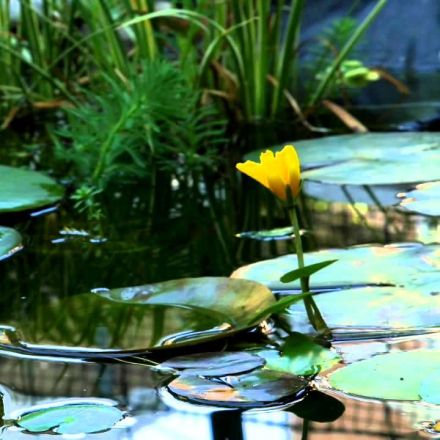 Water Lilies Blooming Timelapse