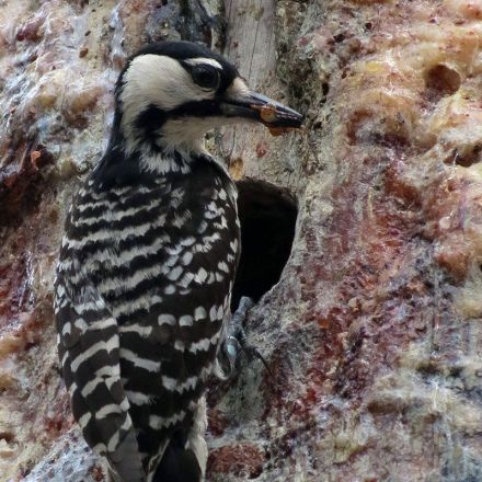 Woodpeckers carry wood-eating fungi that may help them dig holes
