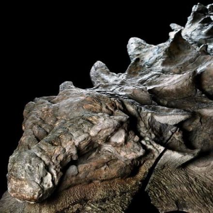 This Is the Best Dinosaur Fossil of Its Kind Ever Found