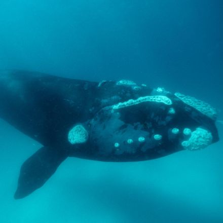 UK scientists bid to solve mystery deaths of hundreds of baby southern right whales