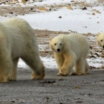 Polar Bear Cubs at High Risk from Toxic Industrial Chemicals, Despite Bans