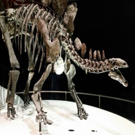 The Stegosaurus Plate Controversy