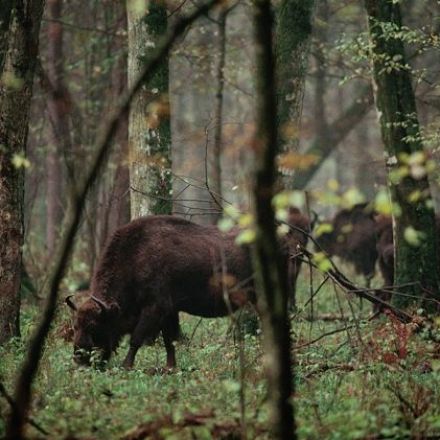 Polish scientists protest over plan to log in Białowieża Forest