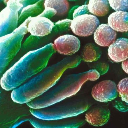 Millions at risk as deadly fungal infections acquire drug resistance