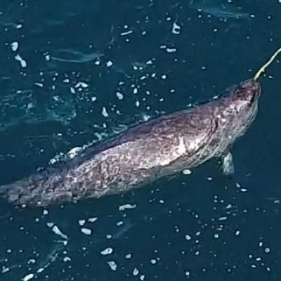 Video Solves Mystery of How Narwhals Use Their Tusks