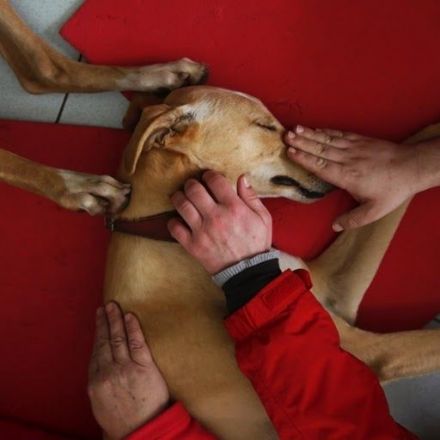 Puppy love: therapy pooches bring peace of mind