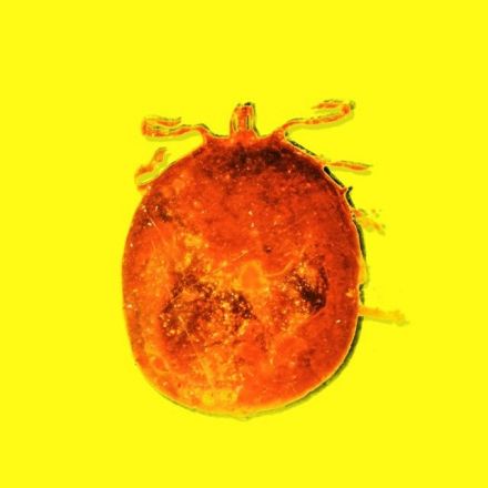 The Scientist Who Stumbled Upon a Tick Full of 20-Million-Year-Old Blood