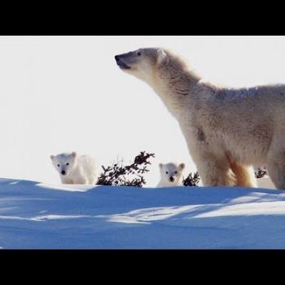 Incredibly Cute Polar Bear Cubs See the World for First Time
