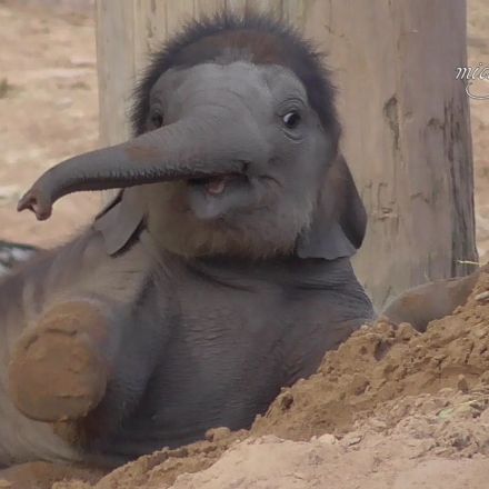 One Month Old Baby Elephant