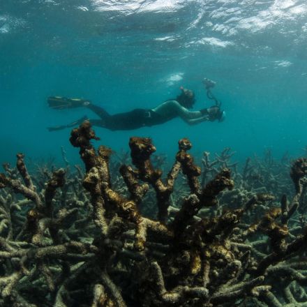 Huge coral bleaching event warns of global devastation, study suggests