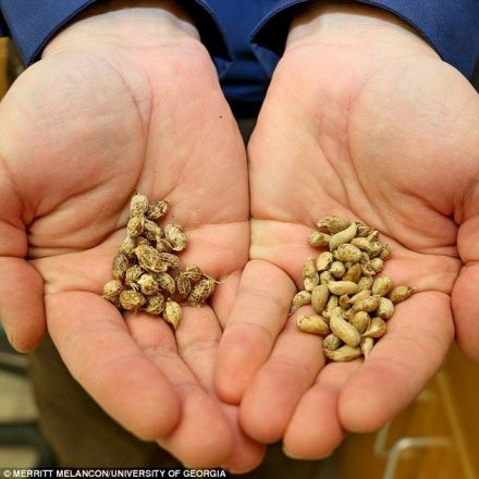 Modern Peanut's Wild Cousin, Thought Extinct, Found in Andes