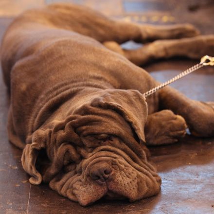 Expert reveals what dogs dream about