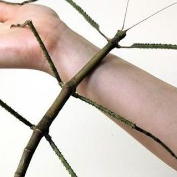 24-inch stick insect clinches record for world’s longest 'bug'