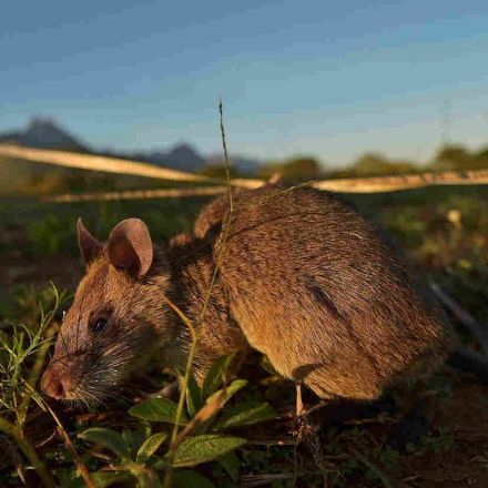 In March Mammal Madness, Our Money's On The Giant Pouched Rat
