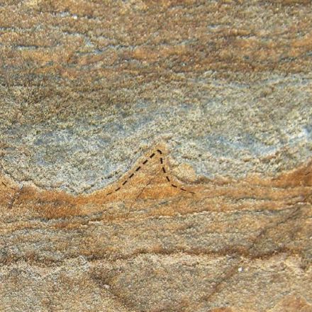 The Oldest Fossils Ever Discovered