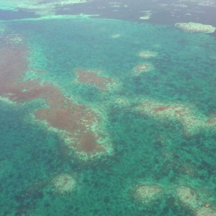 'Devastating' coral loss in South China Sea