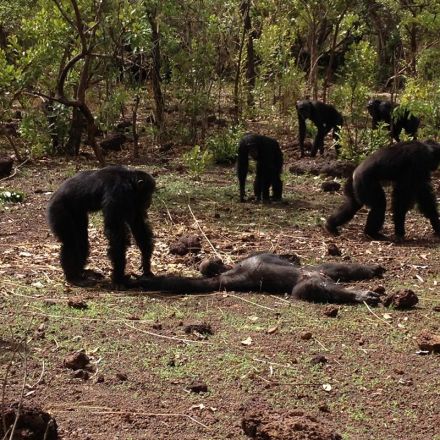 Chimps beat up, murder and then cannibalise their former tyrant