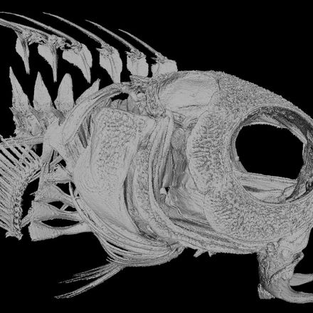 This fish’s opium-like venom could lead to new pain medications