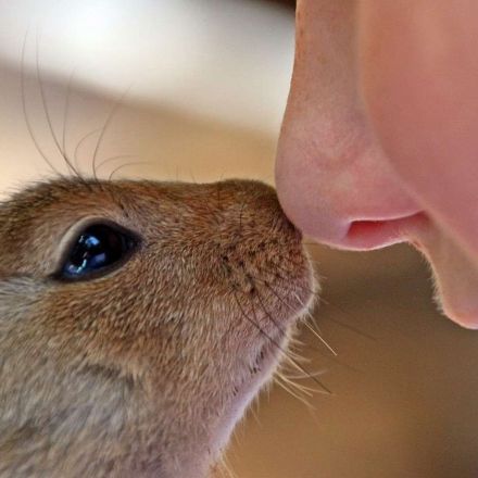 Humans have a better sense of smell than you think
