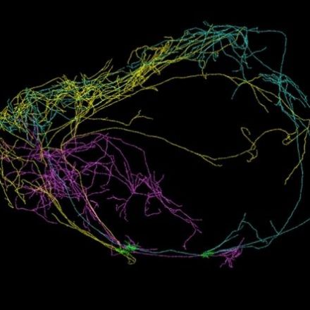 A giant neuron found wrapped around entire mouse brain
