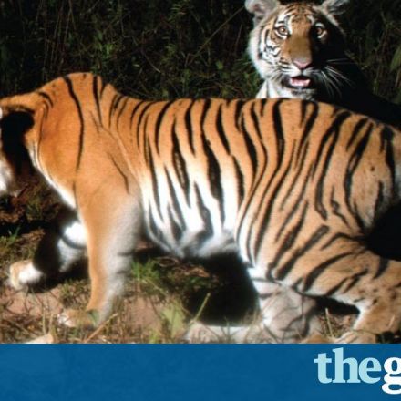 Nearly extinct tigers found breeding in Thai jungle