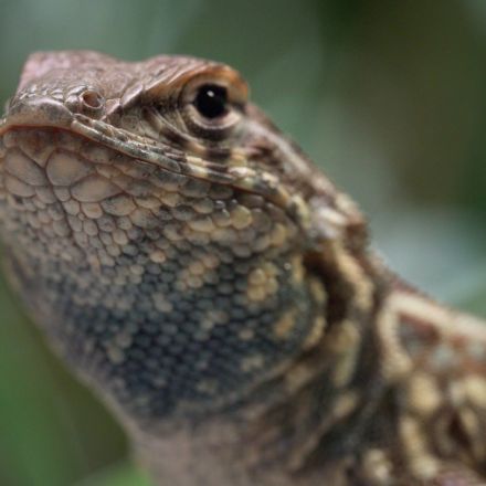 These Lizards Have Been Playing Rock-Paper-Scissors for 15 Million Years