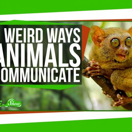 9 Weird Ways Animals Communicate