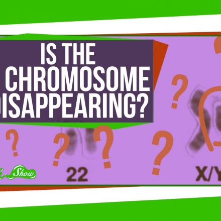 Is the Y Chromosome Disappearing?