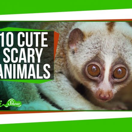 10 Cute Animals With Secretly Scary Behaviors