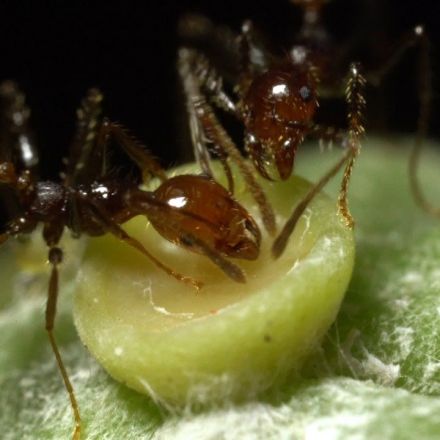 The Double-Crossing Ants to Whom Friendship Means Nothing | Deep Look