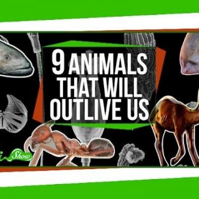 9 Animals That Will Outlive Us