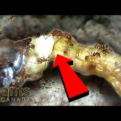 Cockroach Giving Birth While Being Devoured by Fire Ants