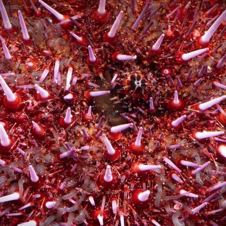 Sea Urchins Pull Themselves Inside Out to be Reborn | Deep Look