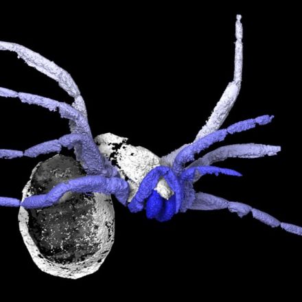 Ancient fossil was 'nearly a spider'